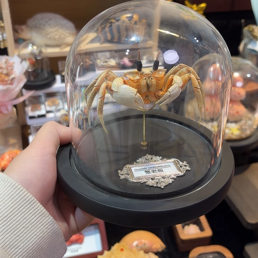 蟹老板标本玻璃罩款