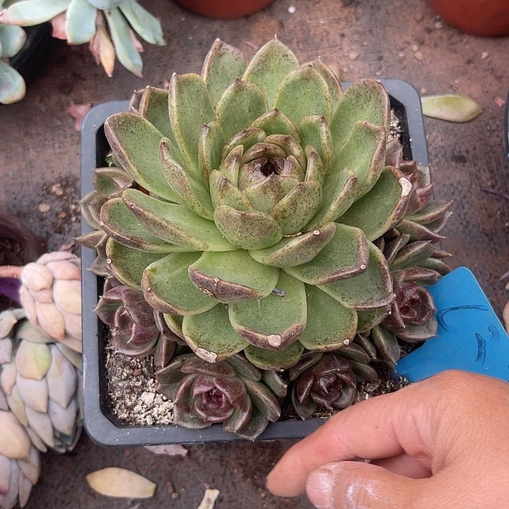 晨语多肉，一物一拍632⃣️