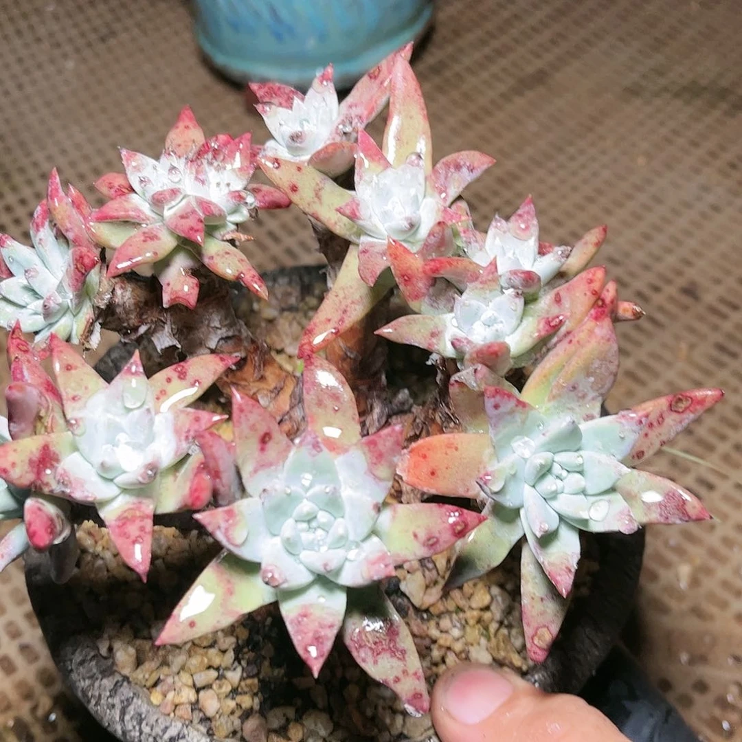 9436刘丹杂交多肉