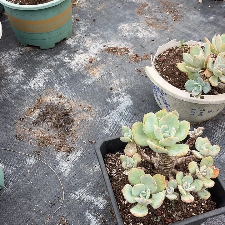 往***兮100不售后白凤脱土发货不退不换