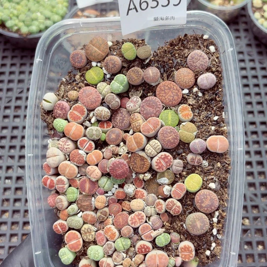 6339—生石花 生石花
