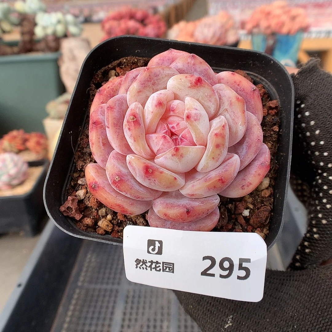 295雪天使多肉植物66666