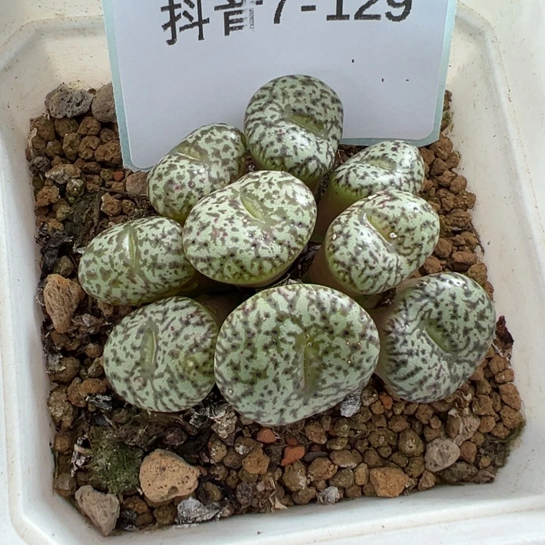 7-129肉锥多肉植物