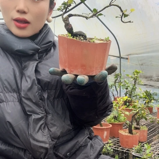 无花朵金弹子一物一拍