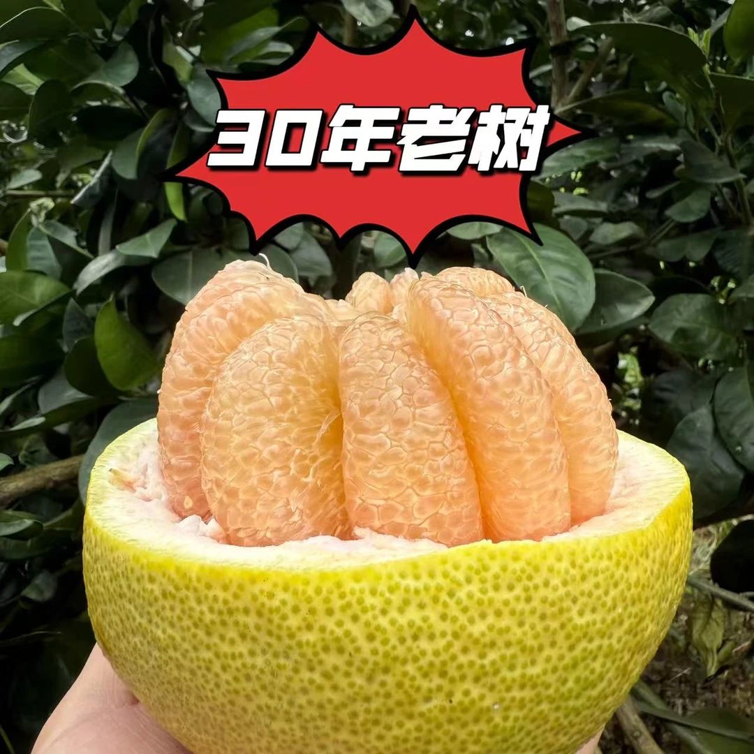 【严选】正宗老树福建度尾红心文旦柚现摘现发酸甜多汁