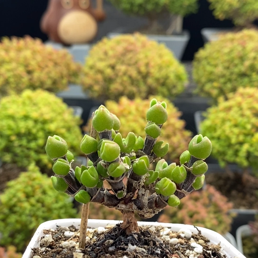 枝干兔子0552枝干番杏