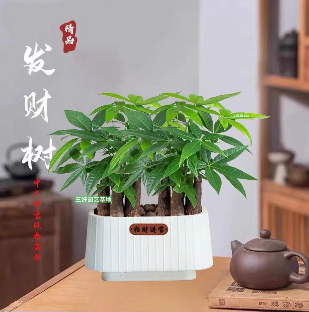 【6杆发财树】高度21-35CM发财树发财树盆栽室内绿植花卉盆景卧室