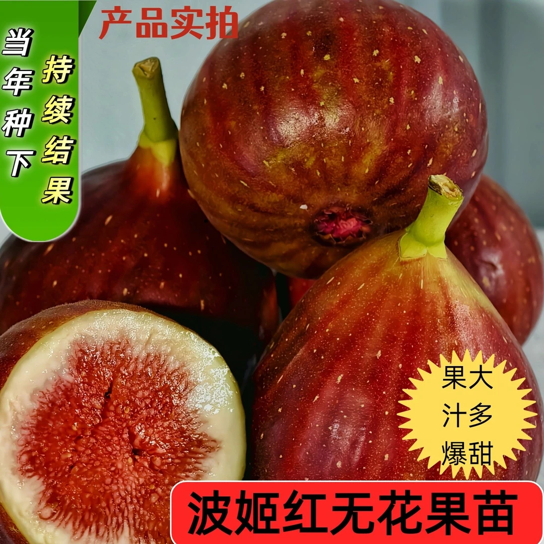 波姬红 扦插苗无花果四季阳台庭院盆栽大果无花果无缺无花果树苗