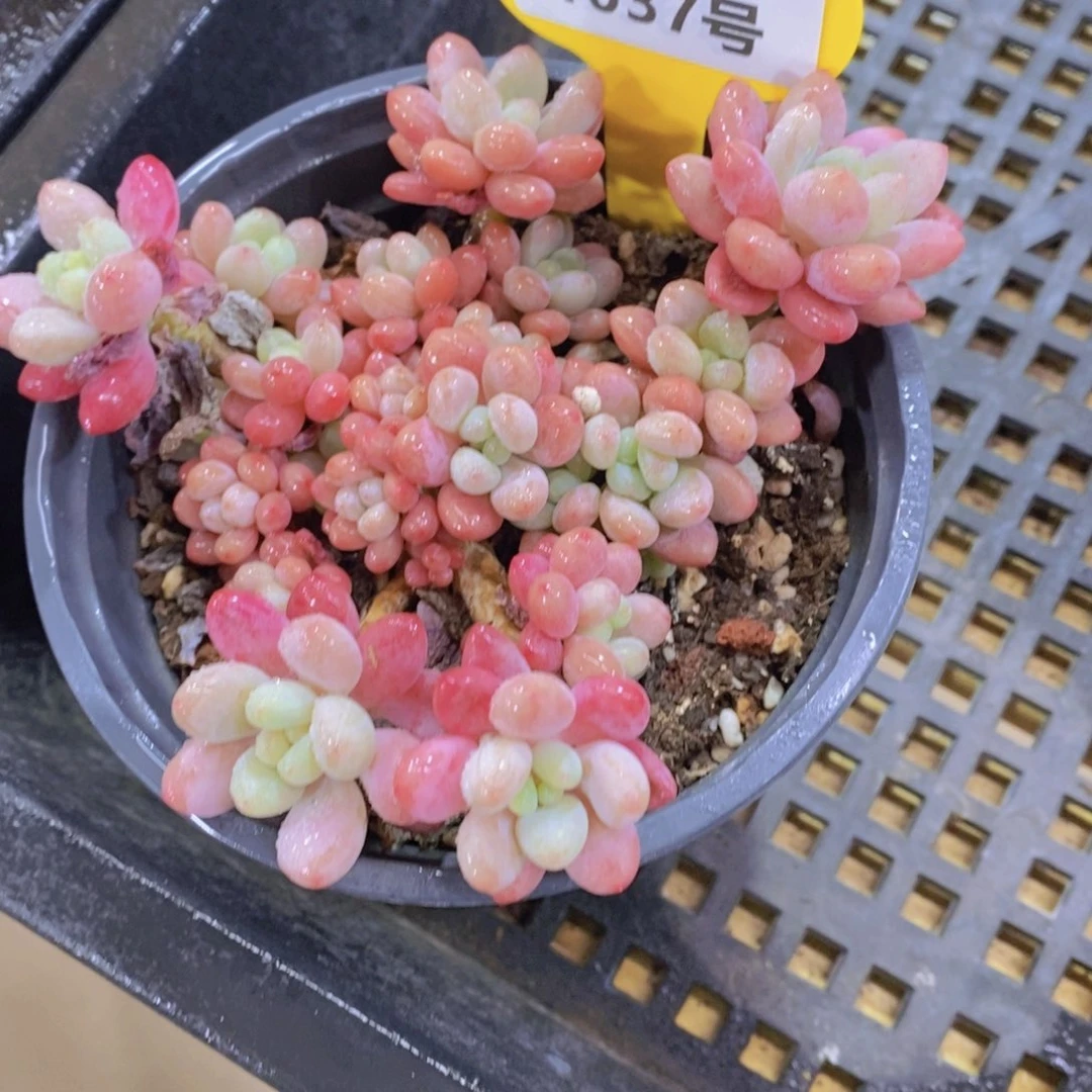 1037号 老桩鱼子酱多头