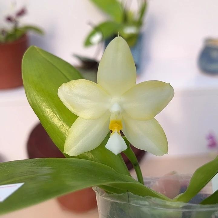 完全开放2.5寸杯BKH2346A