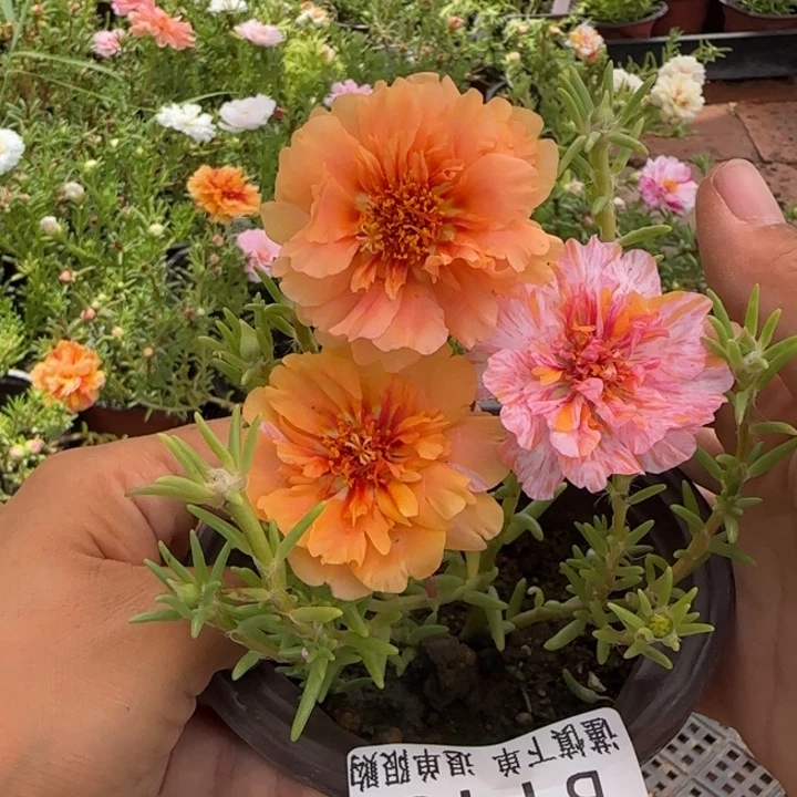 当前无花朵，栽培后可花朵B115超小苗盆口10cm