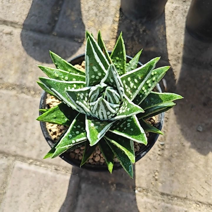 天使之泪一颗多肉植物