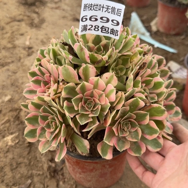 6699二号棚妖月多肉A