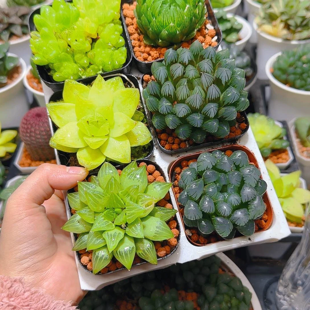 玉露六件套多肉，原盆