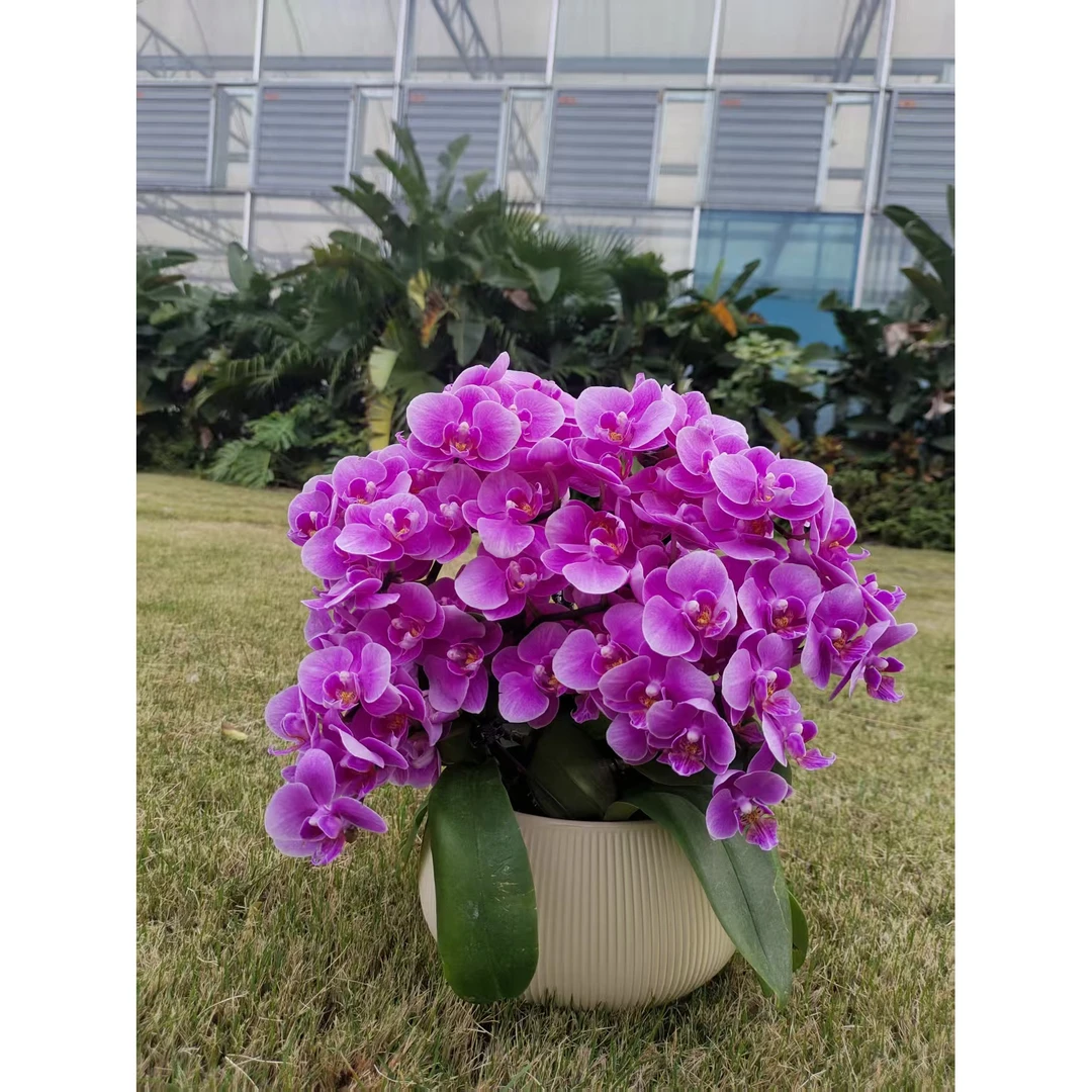 紫霞仙子 淡香 大花型 好养耐养 欧品蝴蝶兰 送人送礼 基地直发