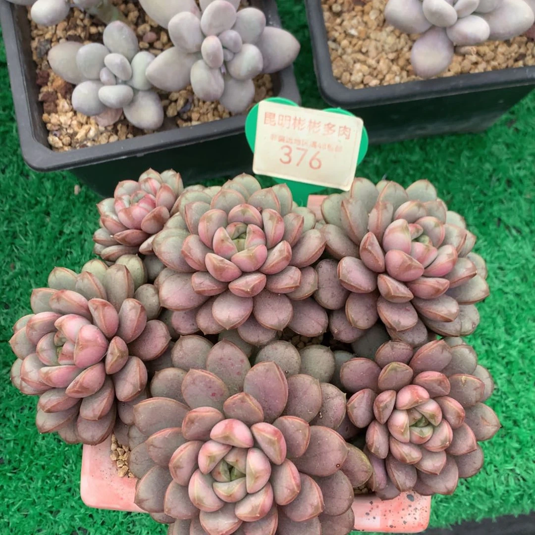 c****?葡萄老桩无砍376