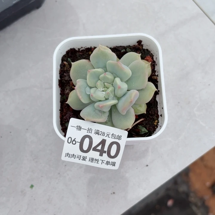 超奶无盆土发货多肉无