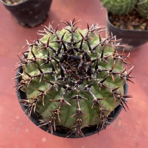 大黑刺凤头6仙人球