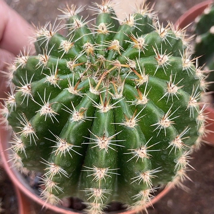 实生彩草带盆土发货