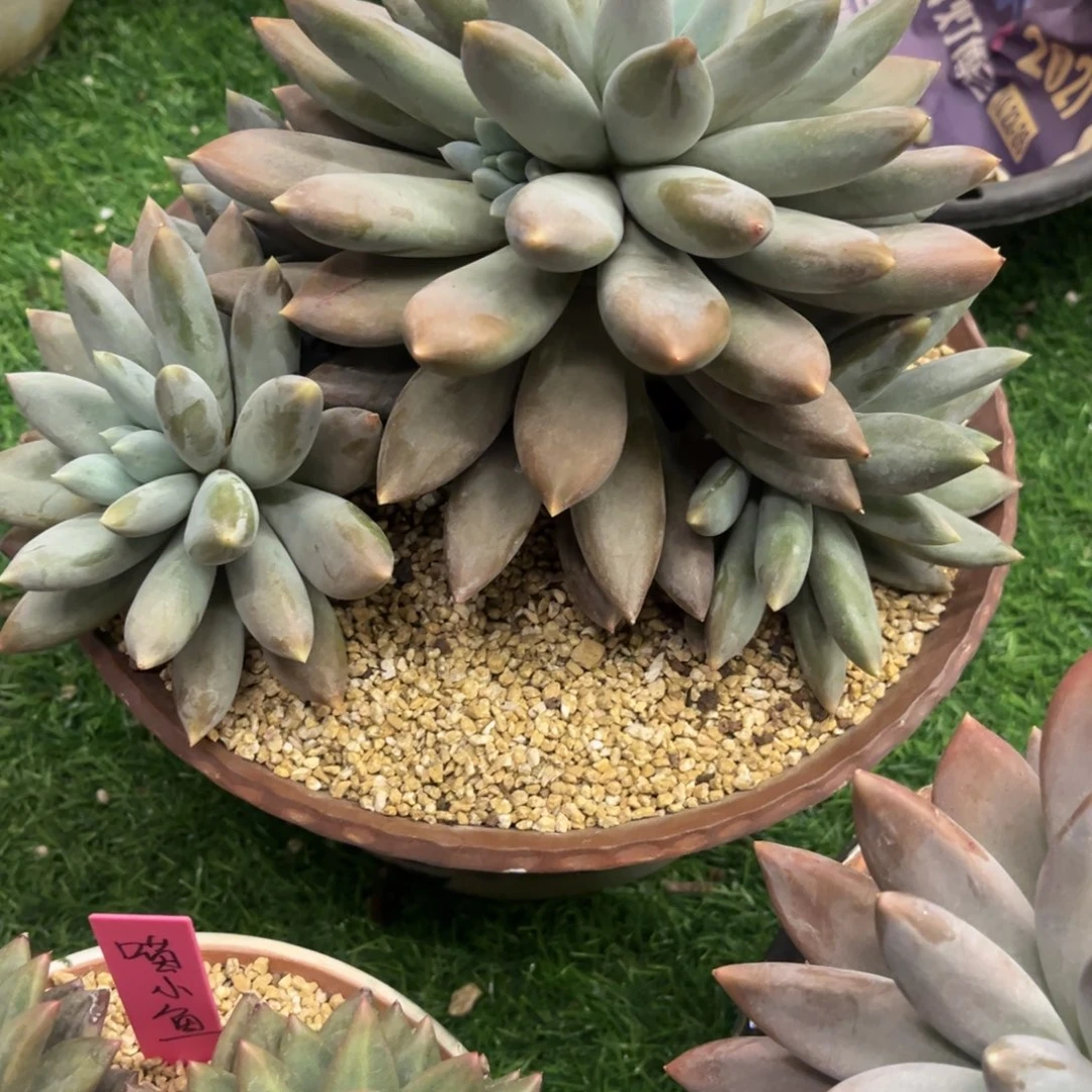 喵***哥特萝莉脱土发货。。。