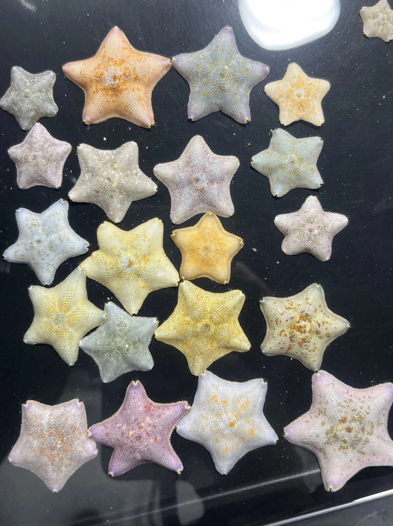 精品马卡龙桌面宠物