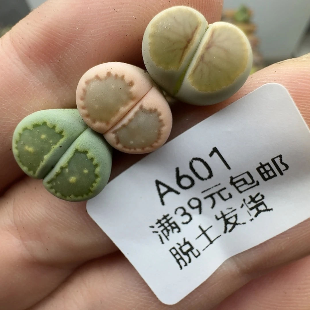601多肉哈哈哈哈哈哈哈