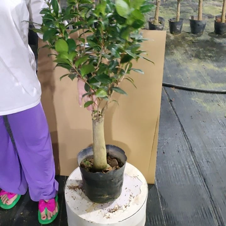 525白瑞奇，干贝利，原盆原土发货，不包邮