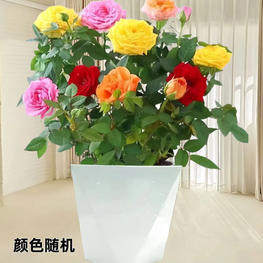混色花卉玫瑰带花盆栽阳台庭院四季开花植物月季带花苞室内