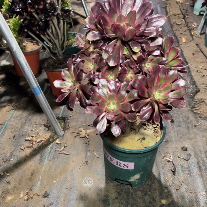 63丽娜多肉植物多肉多肉