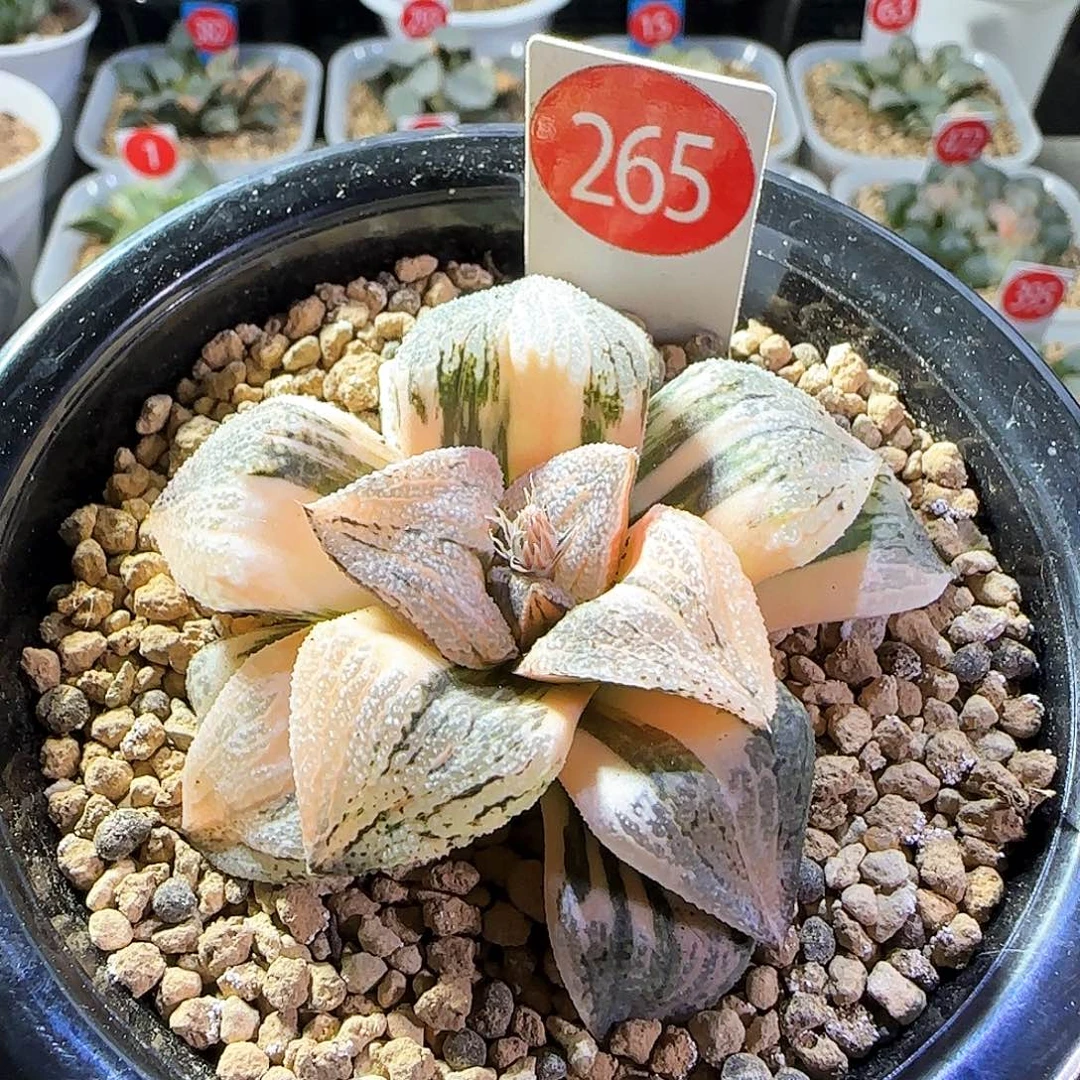 265号白银锦一物一拍带盆土