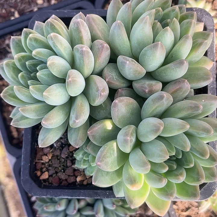 三头雨花石 自然群多肉植物