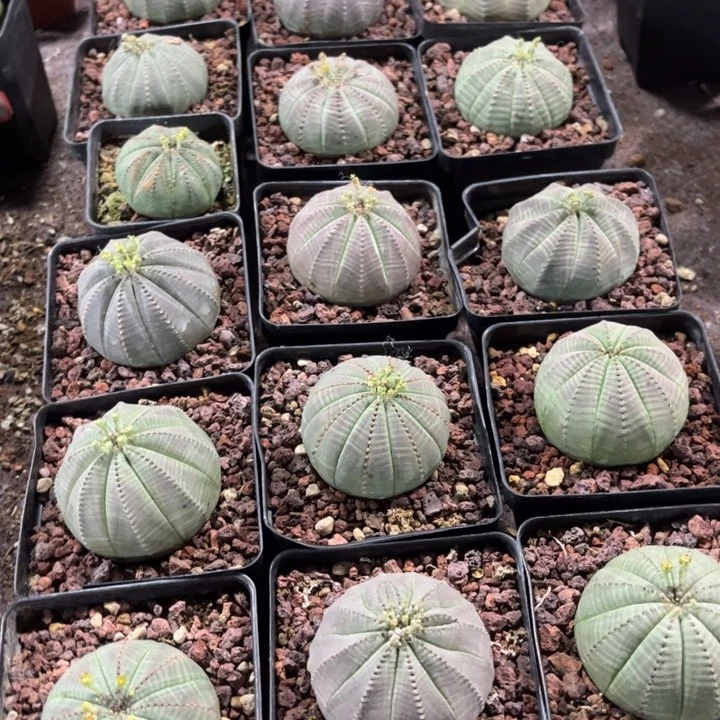 无花朵实生大布纹好养皮实