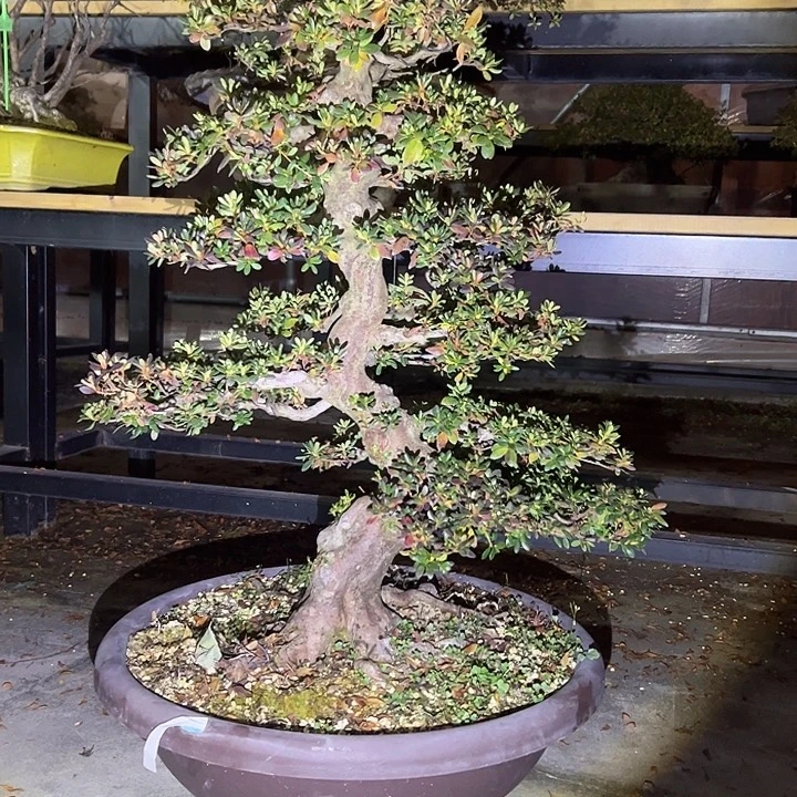 完全开放杜鹃1900不包邮