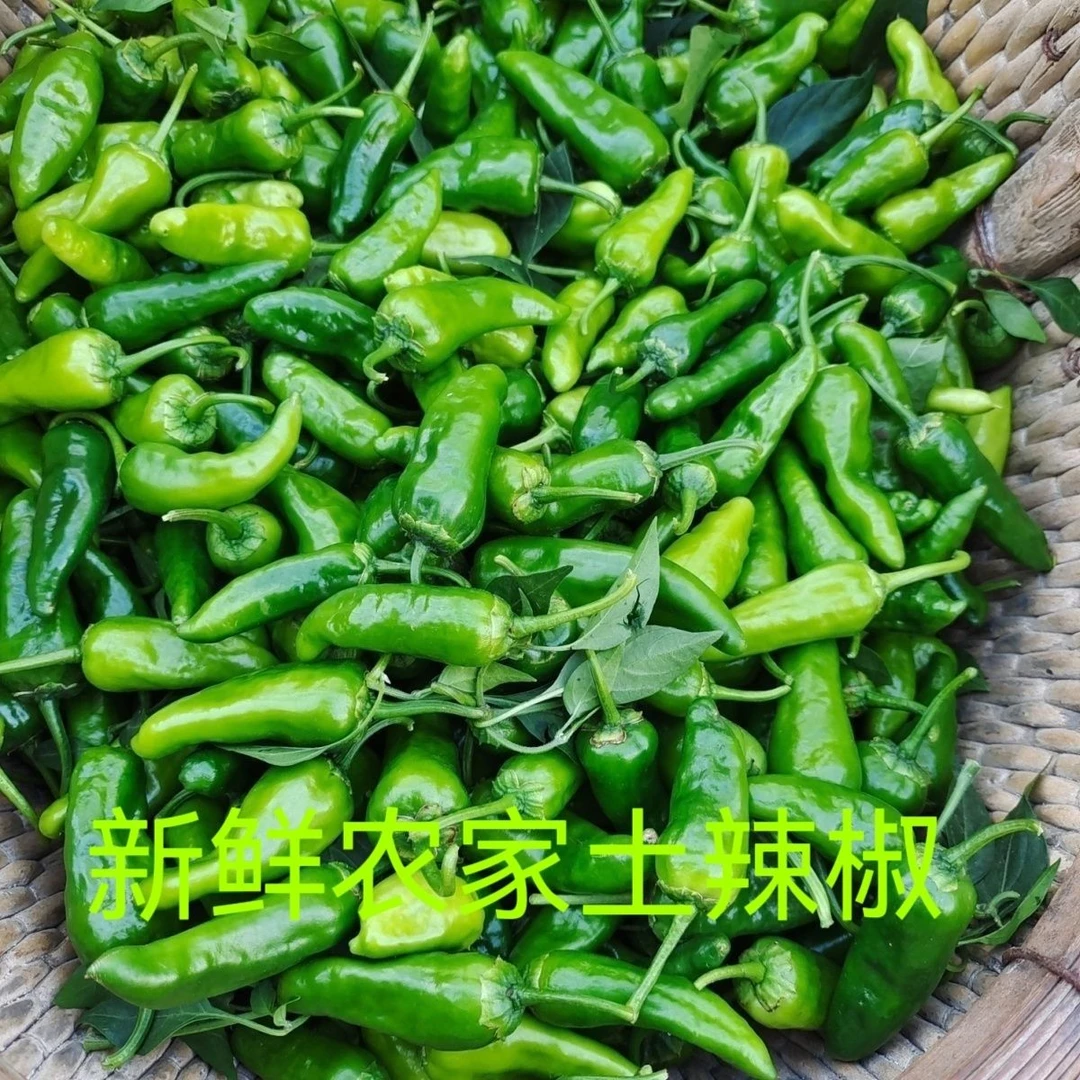 通城县正宗本地辣椒新鲜采摘薄皮青椒农家自种
