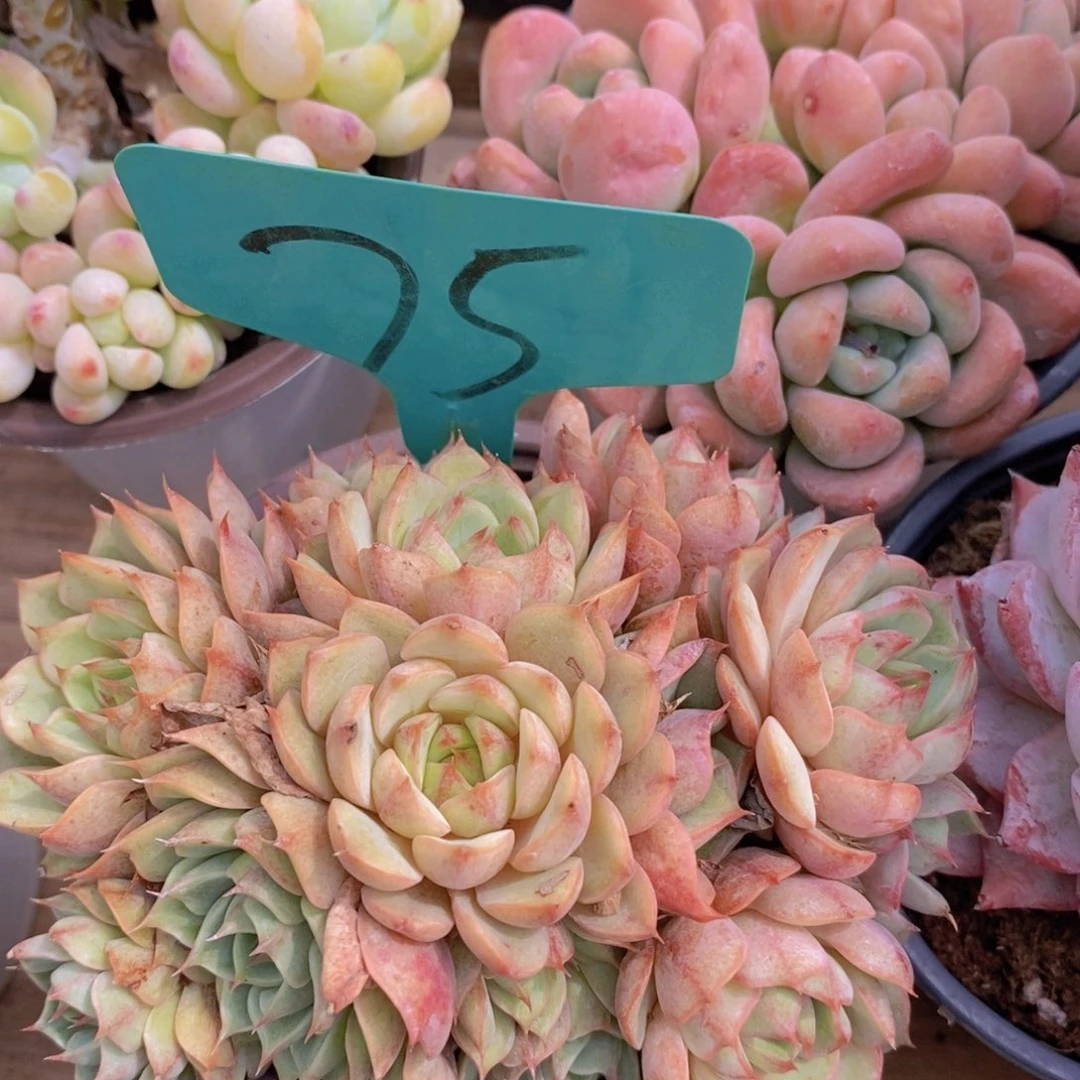 清寄养位置，仅限1.5天，