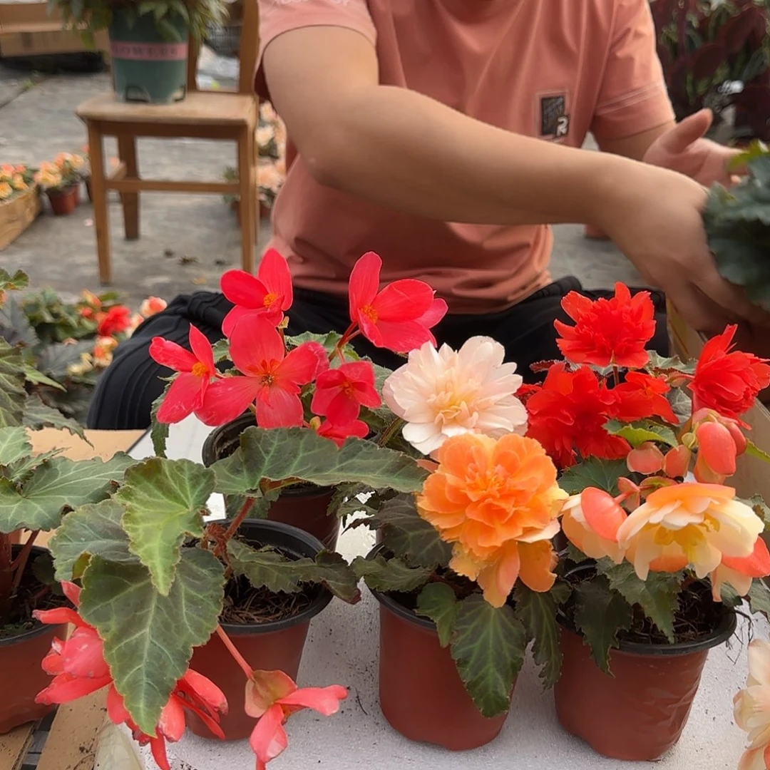 90杯六色，掉花折叶正常介意勿拍