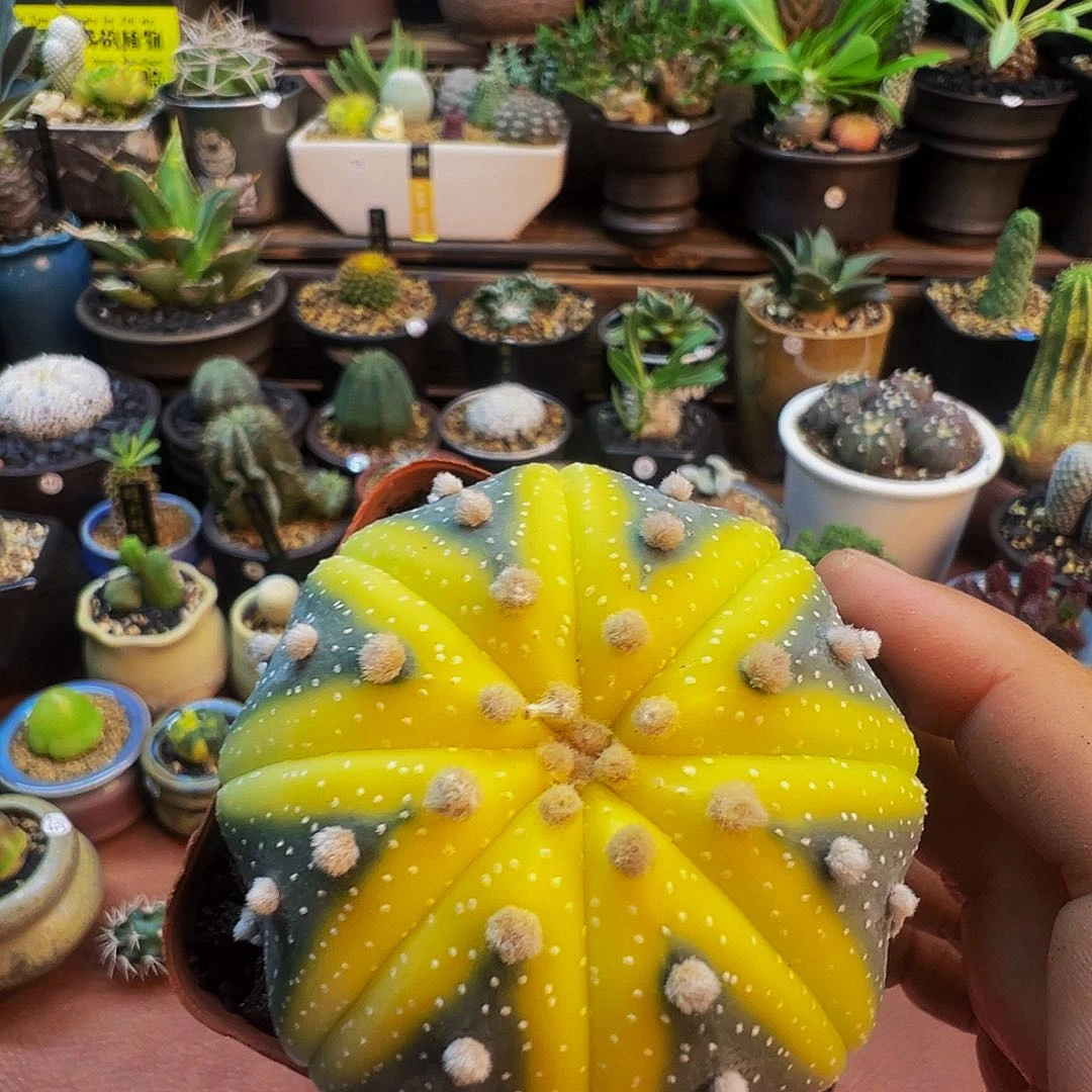 星兜锦（人工锦）脱土发货