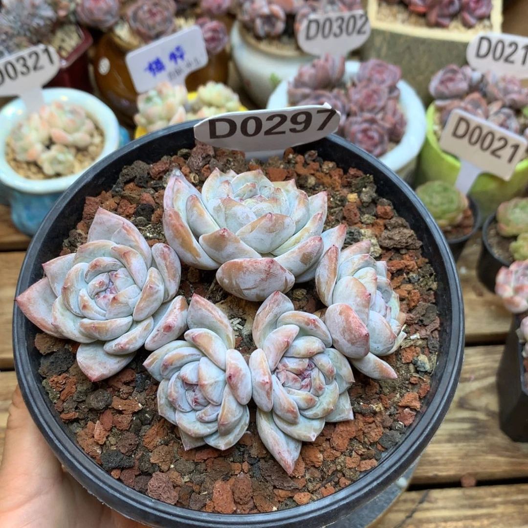 D0297 星影 11cm 开播福利