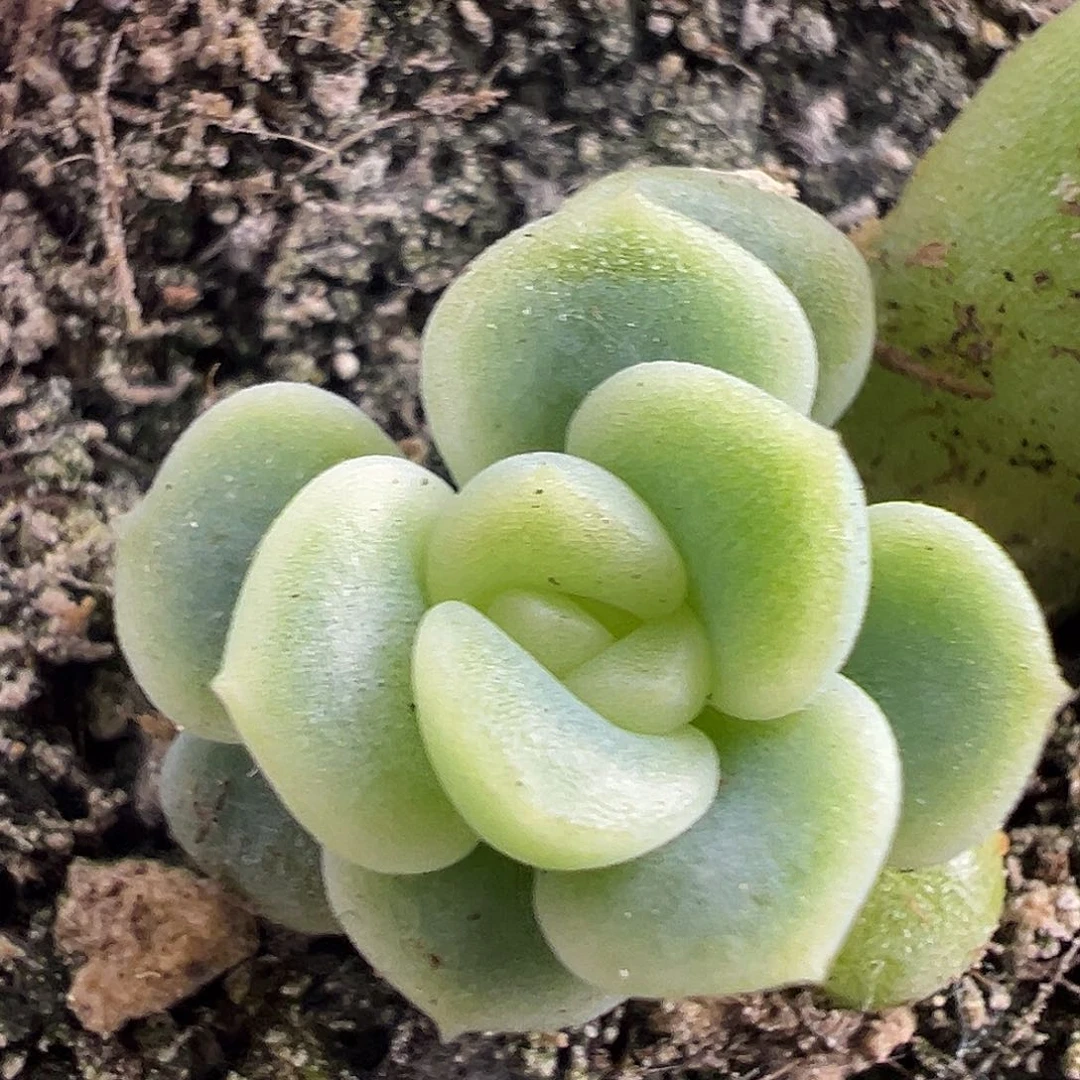 童话甜心福利一物一拍