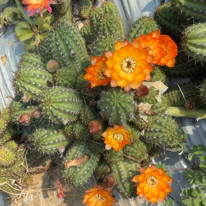 白檀仙人掌723侧芽一个