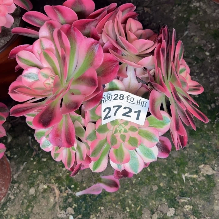 2721红女巫多肉植物