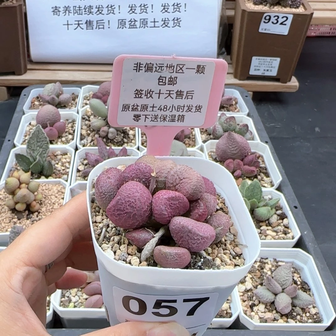 057夏娃多肉植物微瑕