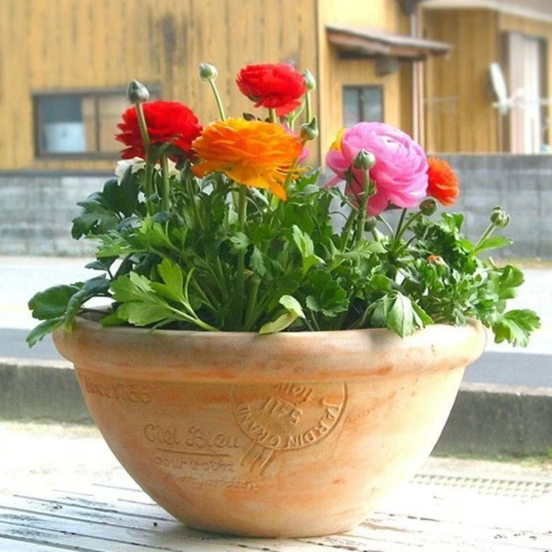 （洋牡丹苗）花毛茛芹叶牡丹盆栽重瓣两盆6棵春节前开花顺丰包邮