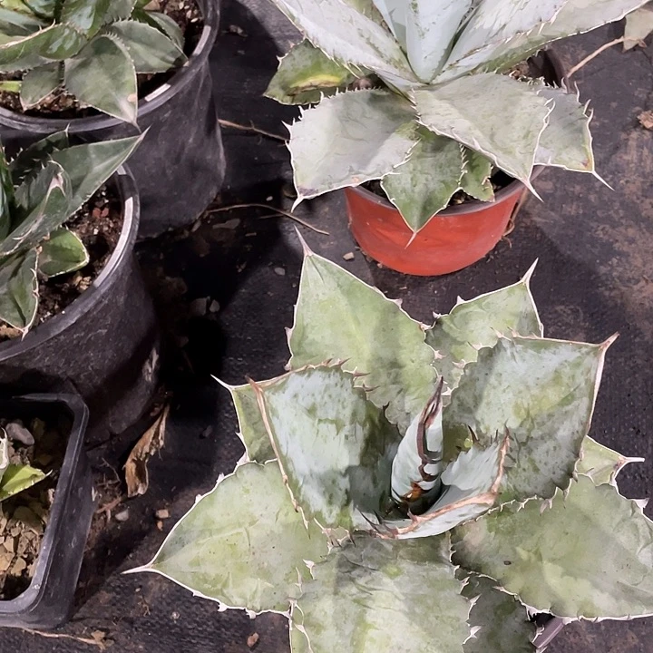 ℒ****无花朵龙舌兰绿色植物