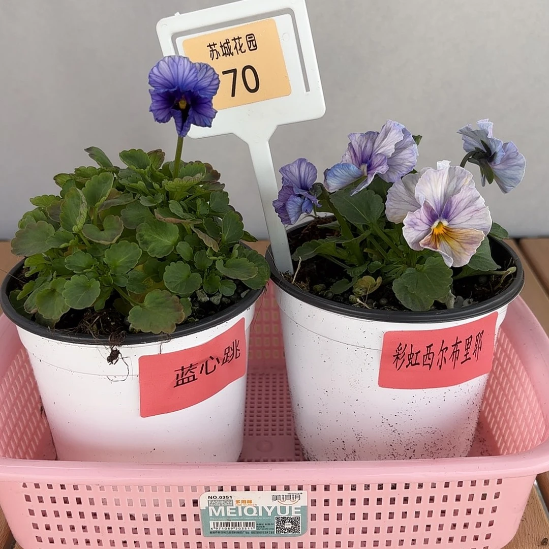 大部分开放少量花苞70