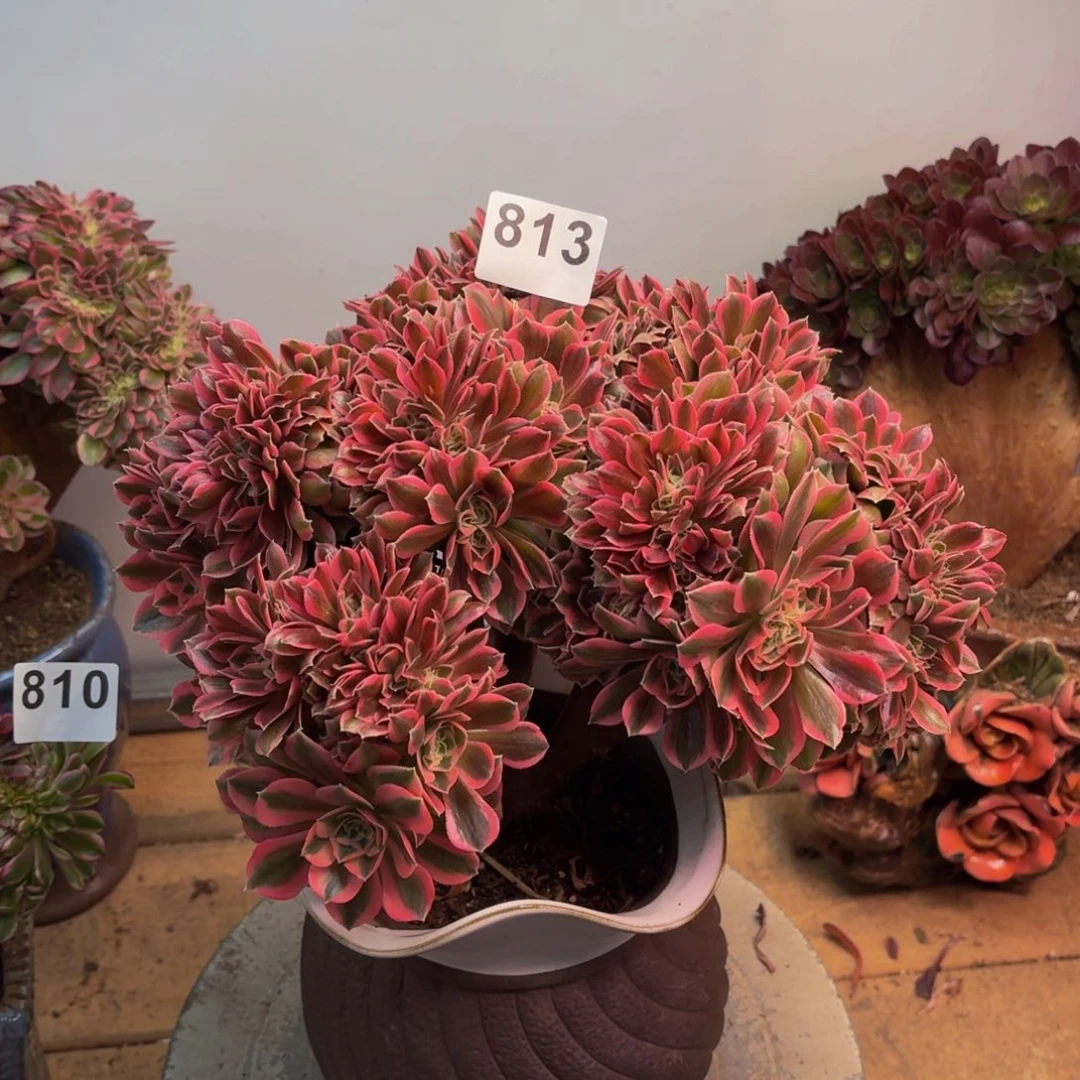 多肉法师粉女巫缀813