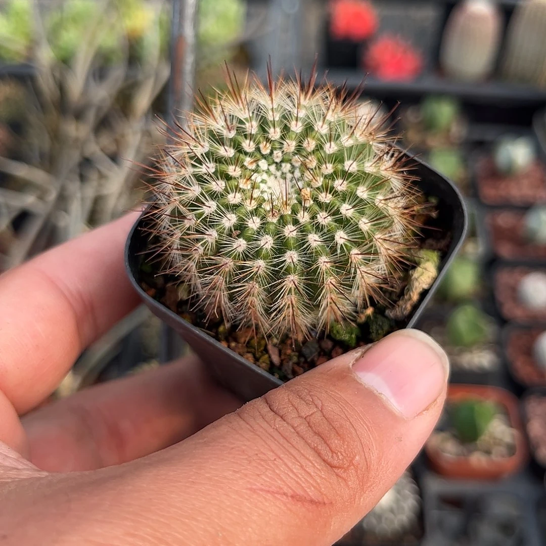黄芙蓉单头发货单头