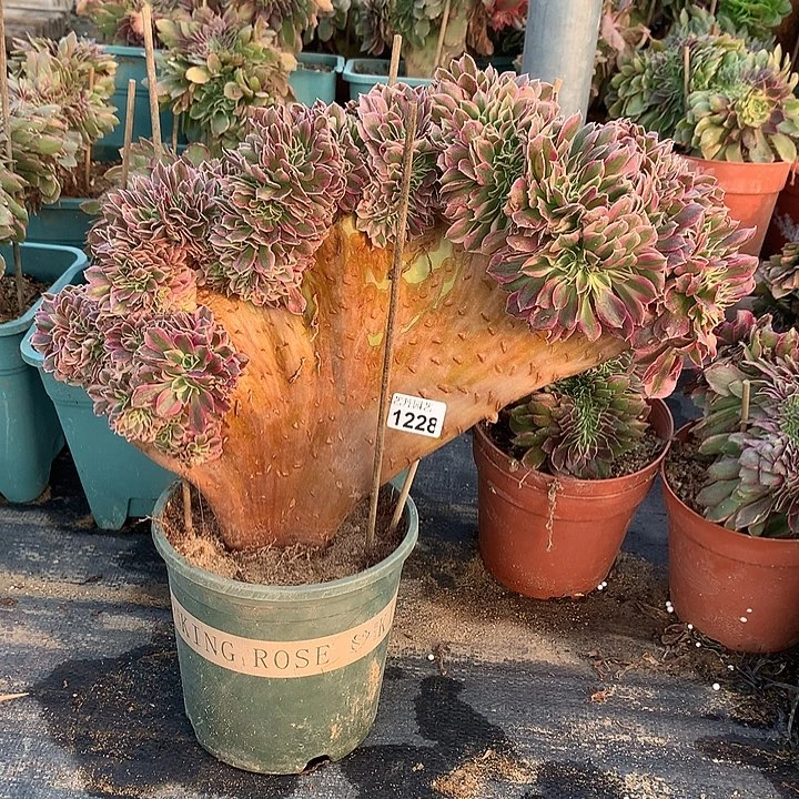 1228粉女巫一颗缀化