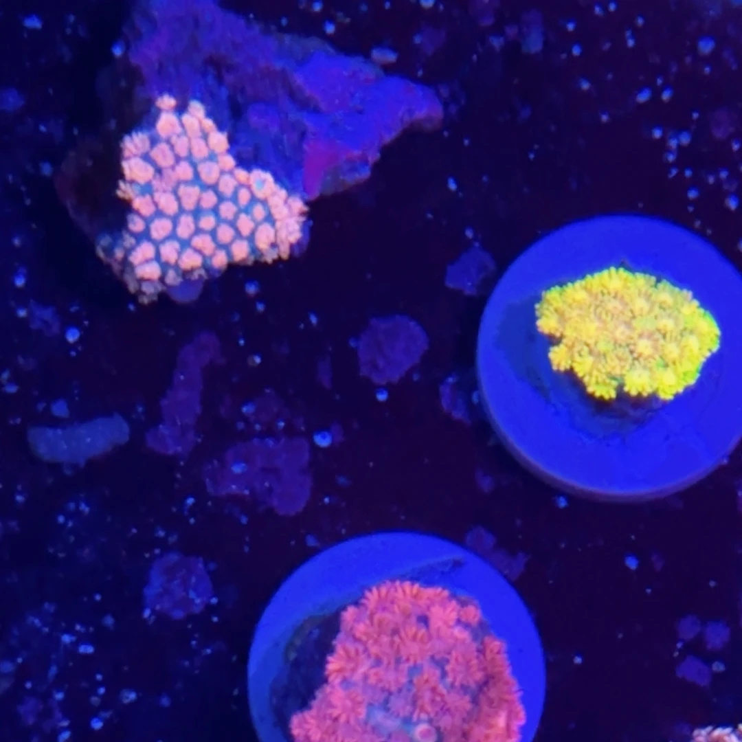 万鱼来朝海水观赏