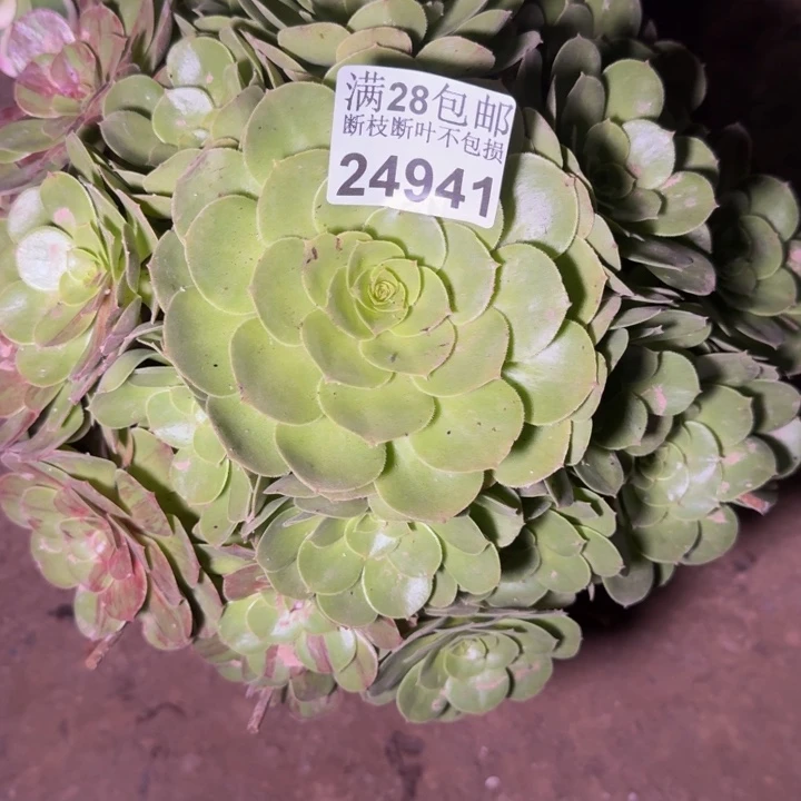 24941花月夜多肉植物